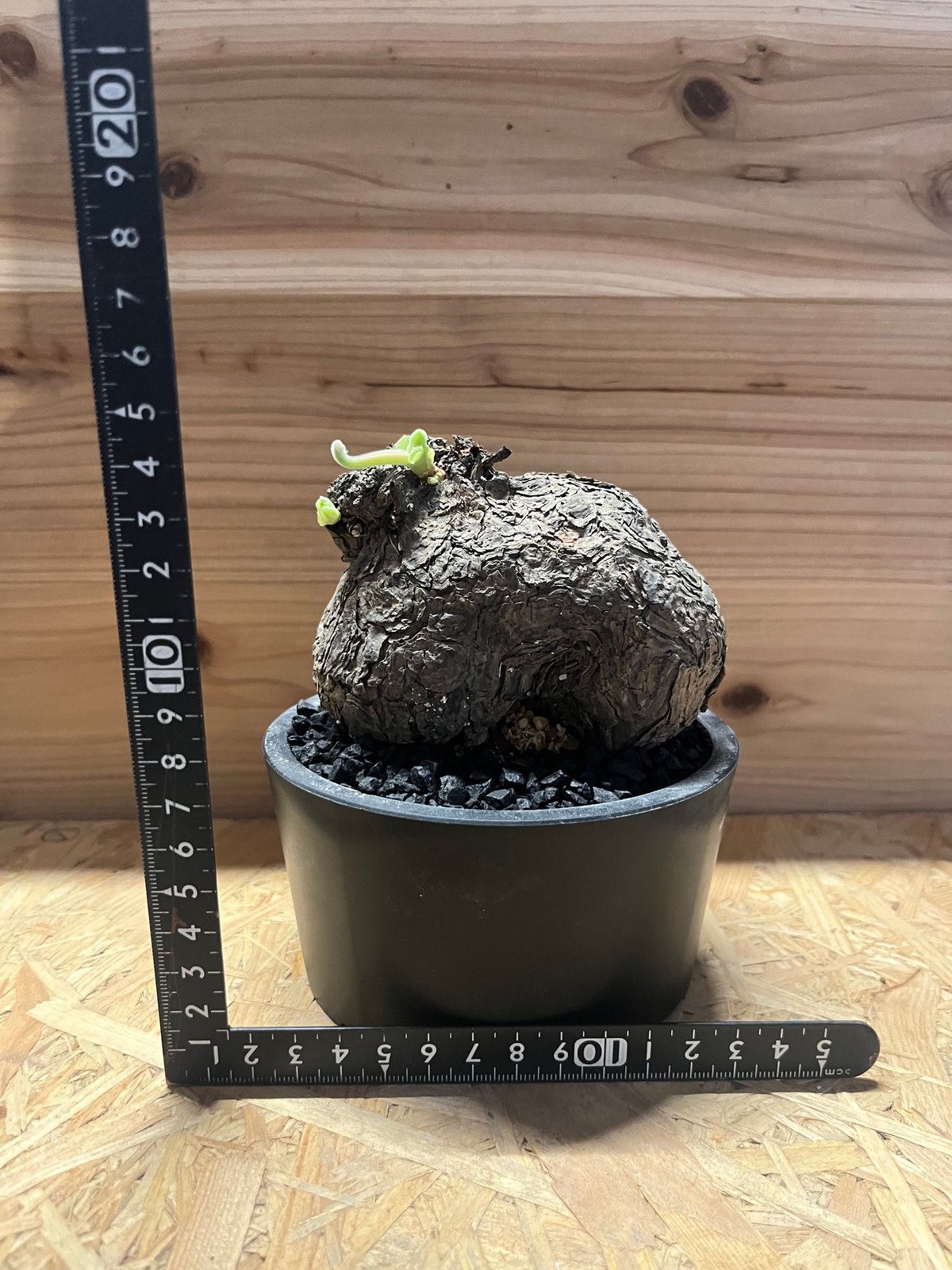 ペラルゴニウム トリステ | GREEN LUCK