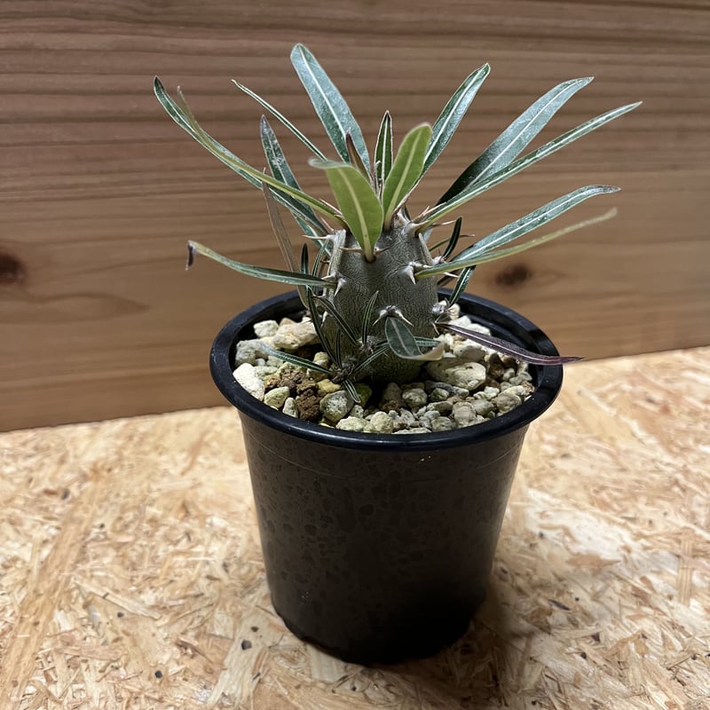 【セール中】パキポディウム　カクチペス　ダブルヘッド パキポディウム カクチペス ダブルヘッド