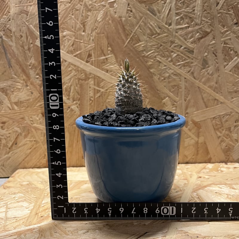 パキポディウム グラキリス 実生×伝市鉢 | GREEN LUCK