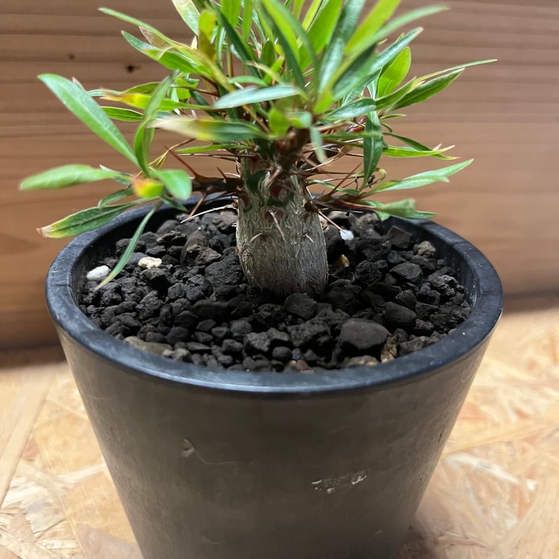 フォークイエリア プルプシー | GREEN LUCK