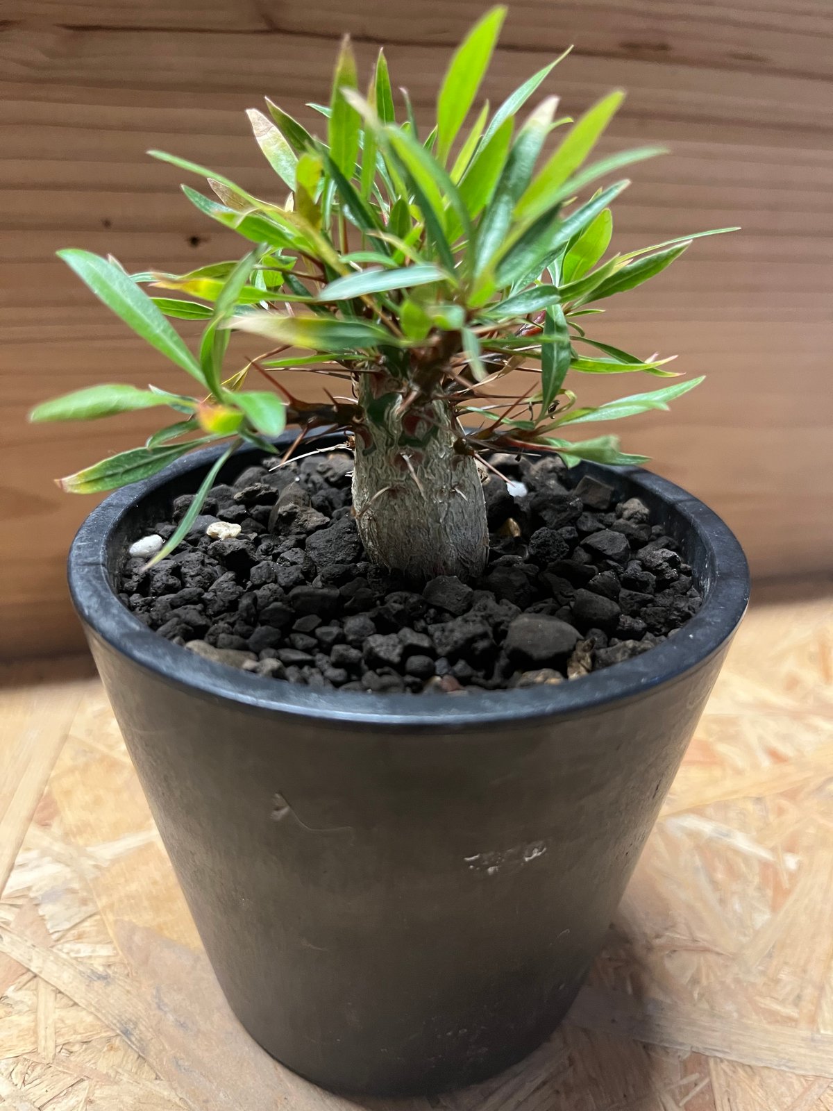 フォークイエリア　プルプシー　国内　実生　良形　送料込み フォークイエリア プルプシー | GREEN LUCK