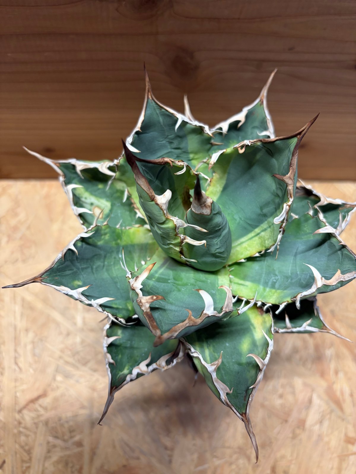 アガベ チタノタ 'ノーネーム' 斑入り | GREEN LUCK