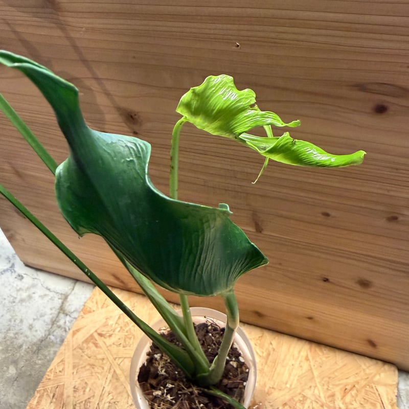 モンステラ デリシオーサ 'ユニアエ' | GREEN LUCK