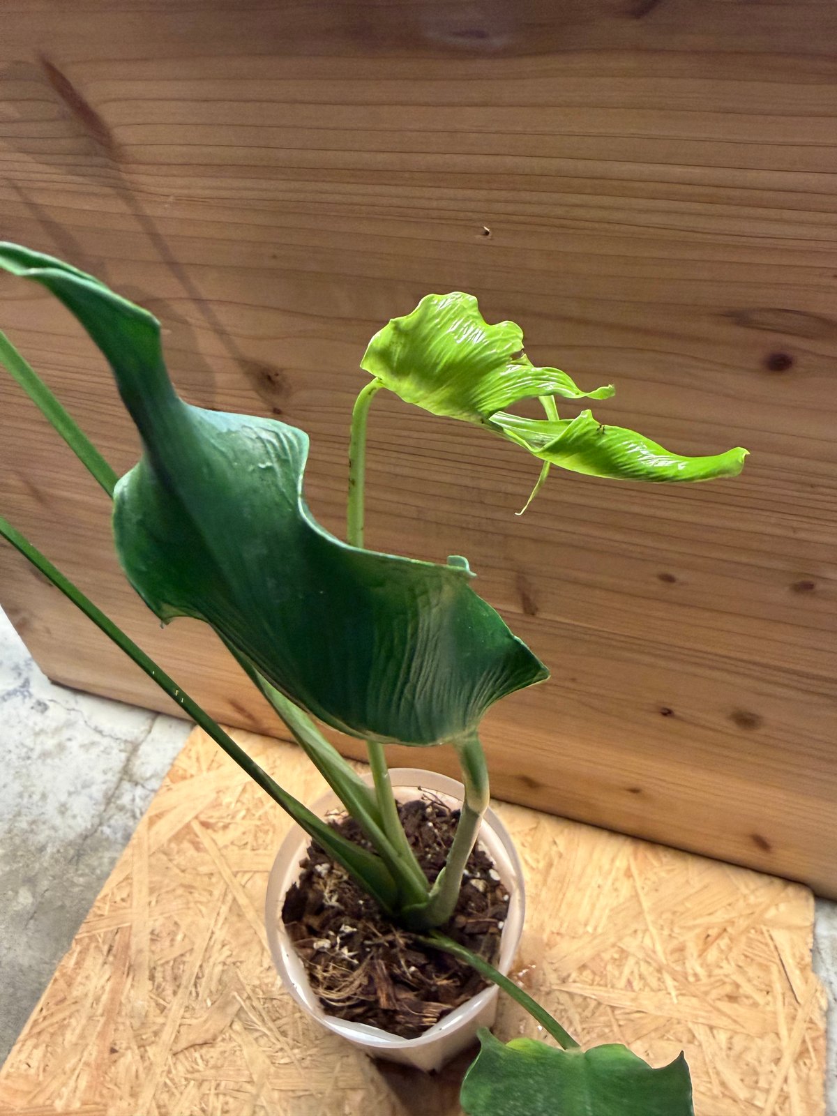 モンステラ デリシオーサ 'ユニアエ' | GREEN LUCK