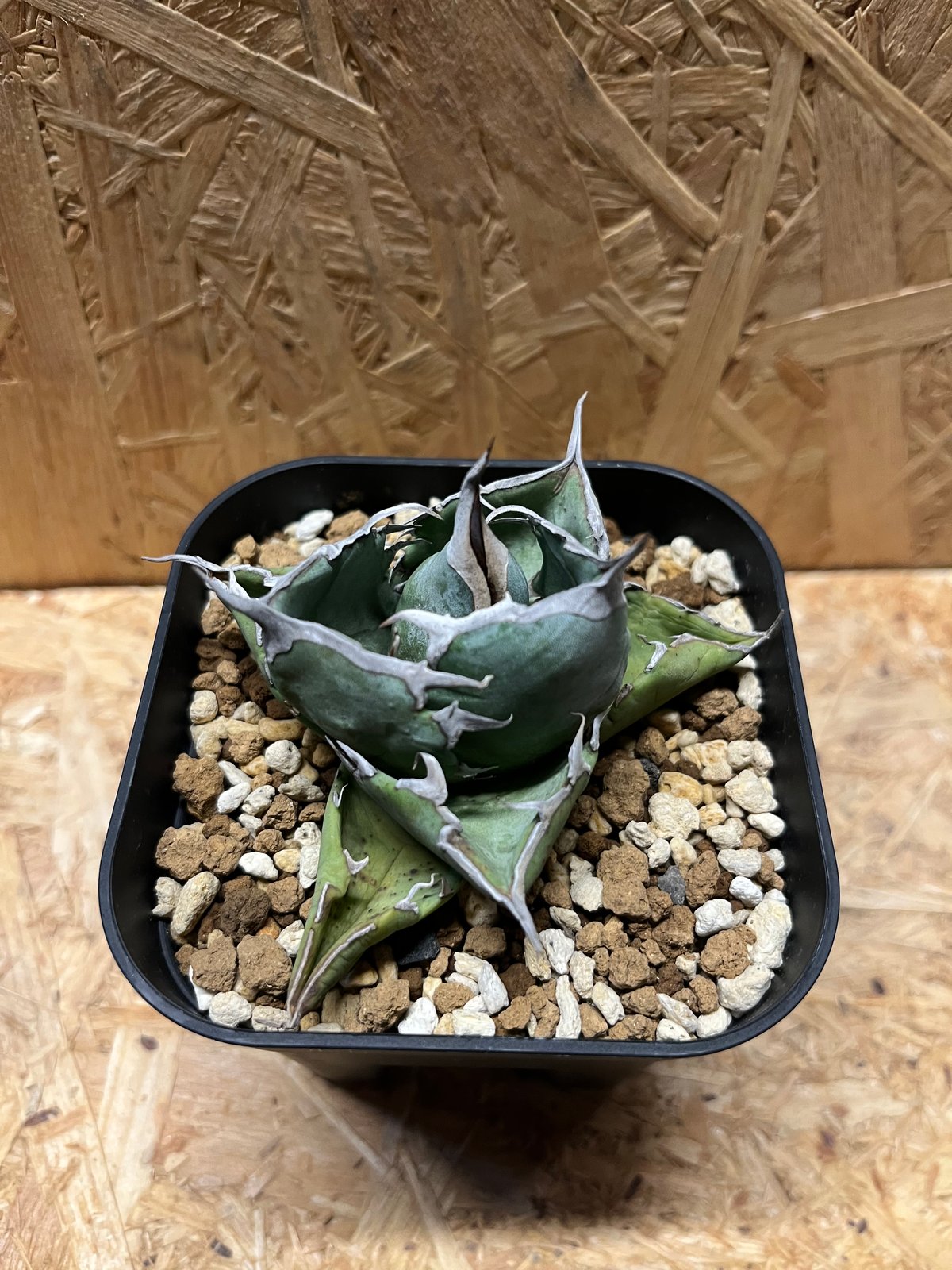 アガベ チタノタ ホワイトアイス コンパクト | GREEN LUCK