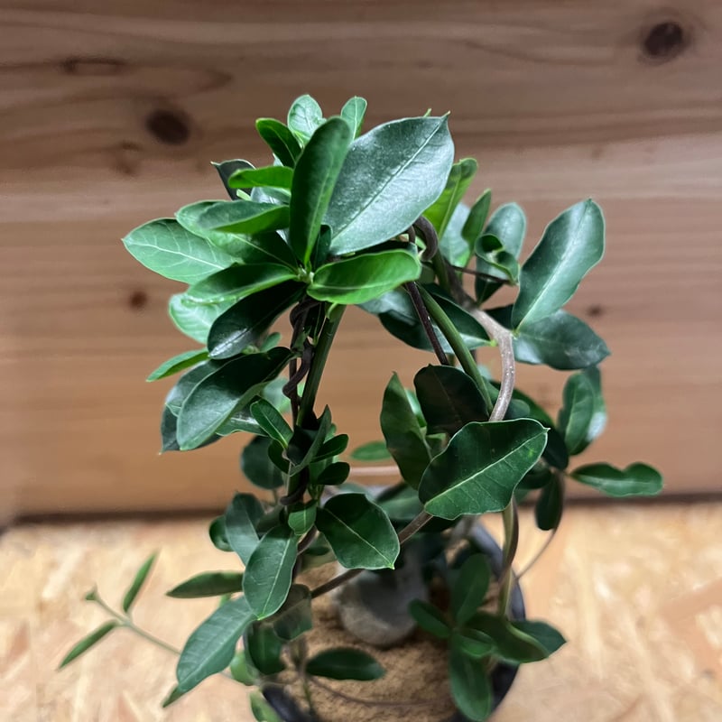 フォッケア エデュリス 火星人 | GREEN LUCK