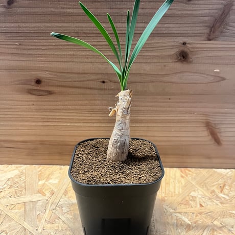 ブーファンハエマンソイデス | STORES