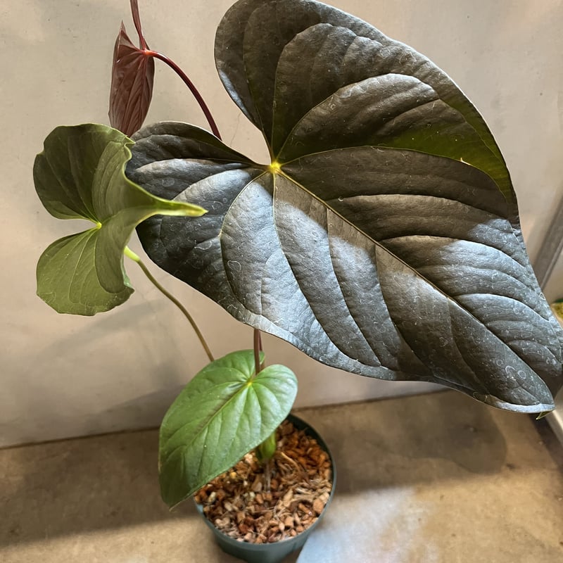 アンスリウム チャンベルライニー ロムズレッド | GREEN LUCK