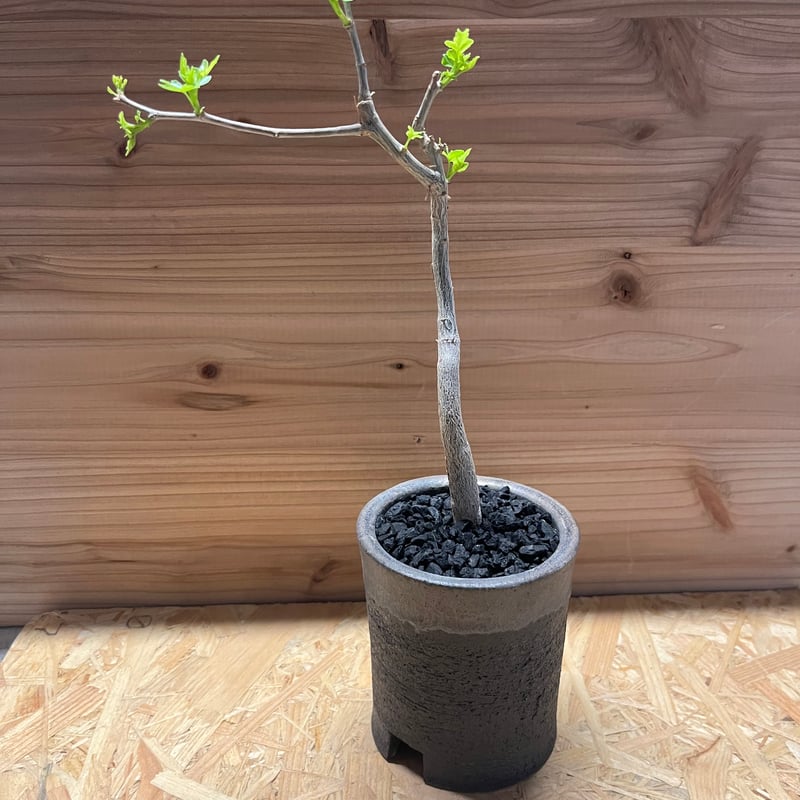 ブルセラ ファガロイデス×かみ山陶器 | GREEN LUCK