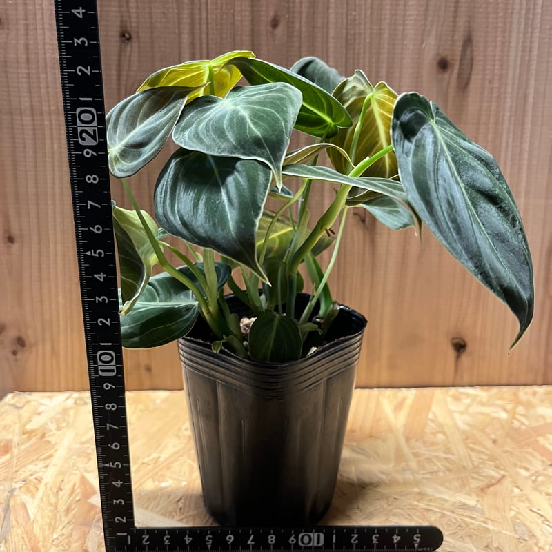 レオミル ドラセナ フィロデンドロン メリノクリサム フィロデンドロン・メラノクリサム 💪 : r/RareHouseplants