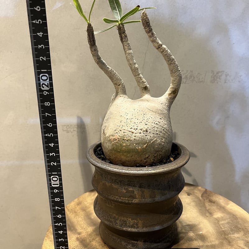 パキポディウム グラキリス　現地株　発根済　鉢ごと パキポディウム グラキリス 現地球 良株 発根済 陶器鉢セット