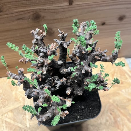 ペラルゴニウム　アルテルナンス