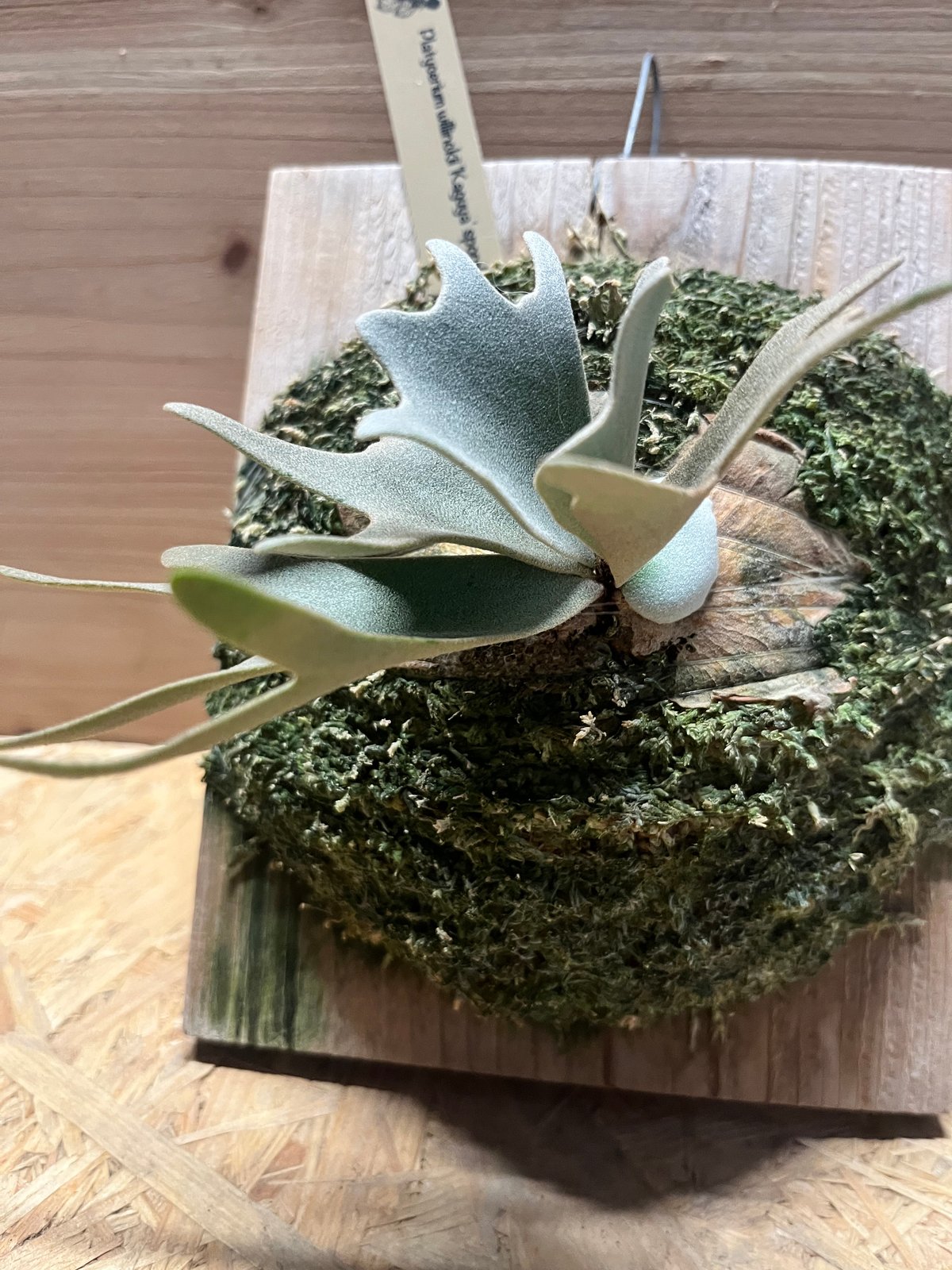 ビカクシダ Willinckii Kaguya spore カグヤ YMDs ビカクシダ