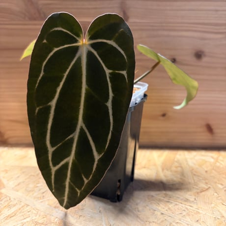 アンスリウム | STORES