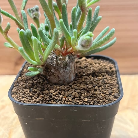フィロボルス　テヌイフロルス