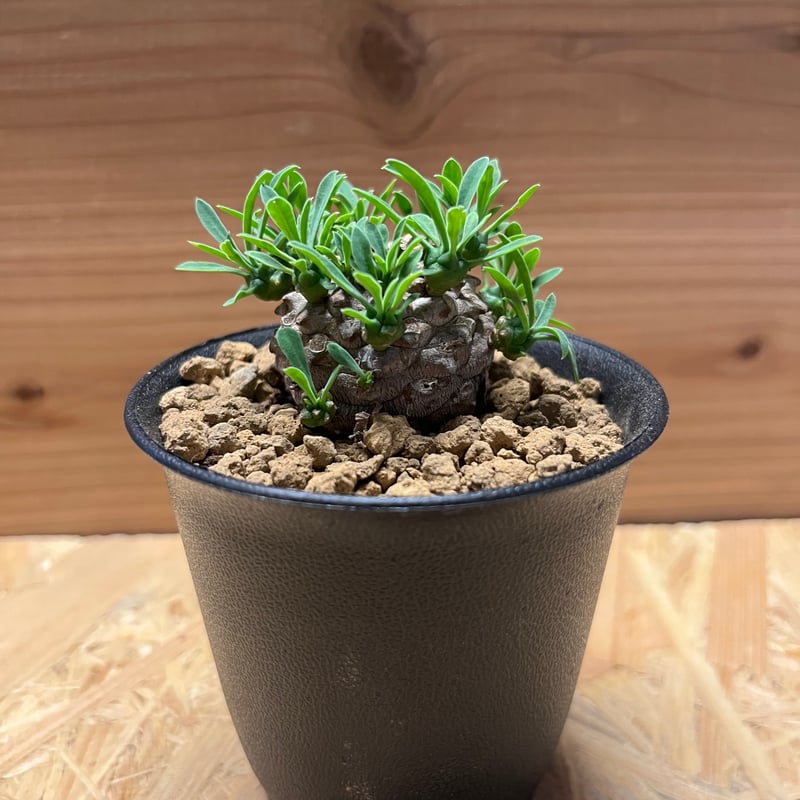 ユーフォルビア 峨眉山 | GREEN LUCK