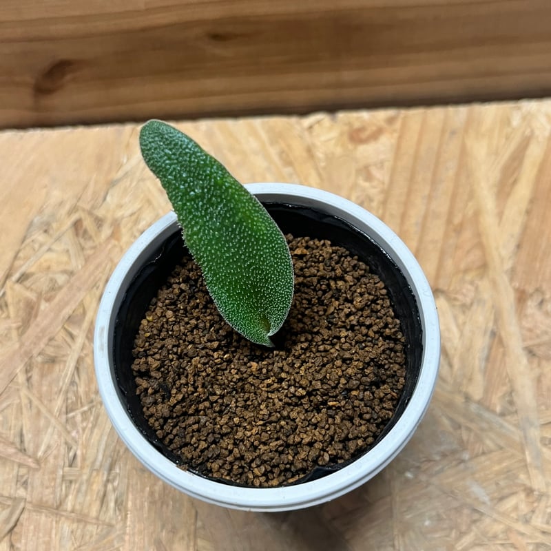 ラケナリア トリコフィラ | GREEN LUCK