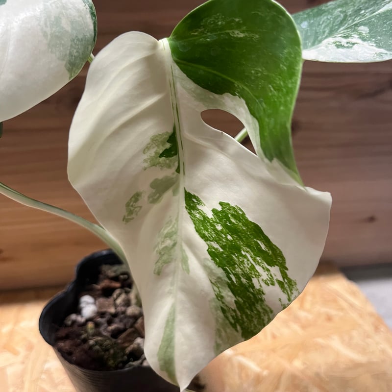 斑入りモンステラ ボルシギアナ バリエガータ 極斑タイプ | GREEN LUCK