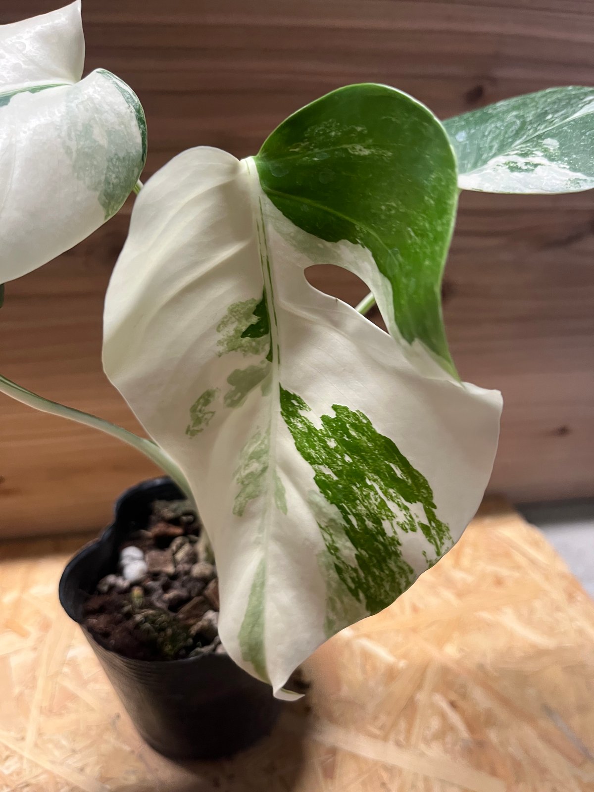 斑入りモンステラ ボルシギアナ バリエガータ 極斑タイプ | GREEN LUCK