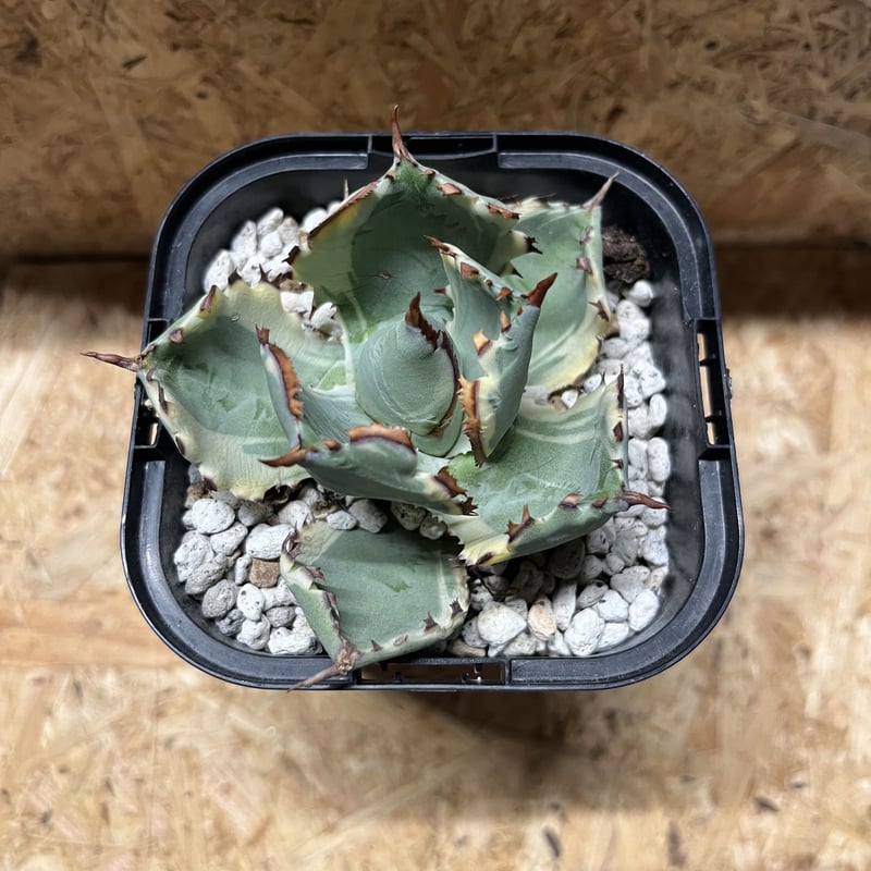 アガベ カブトガニ錦 連棘タイプ | GREEN LUCK