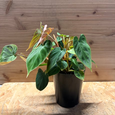 フィロデンドロン | STORES