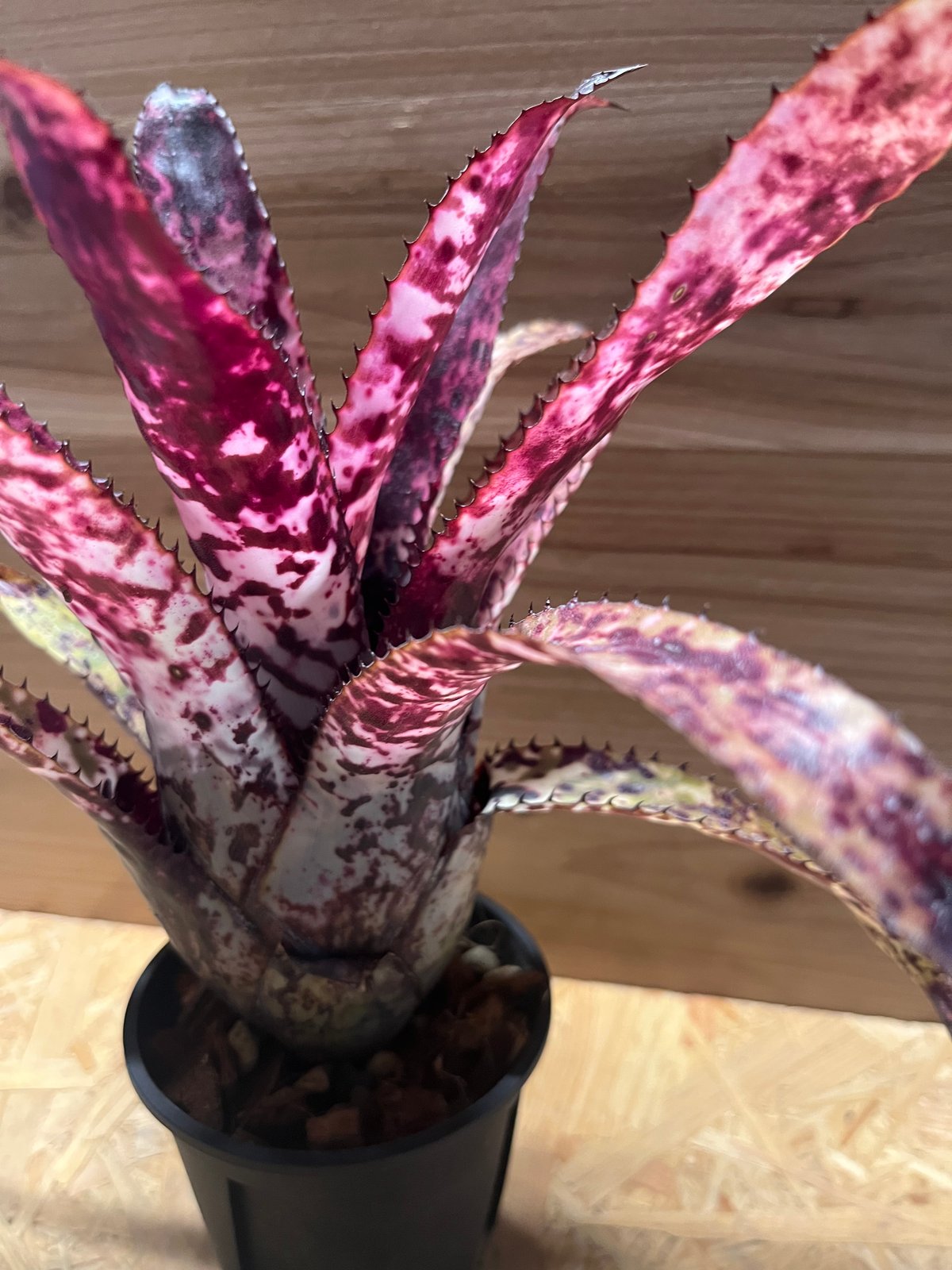 エクメア オーランディアナ レインボー | GREEN LUCK