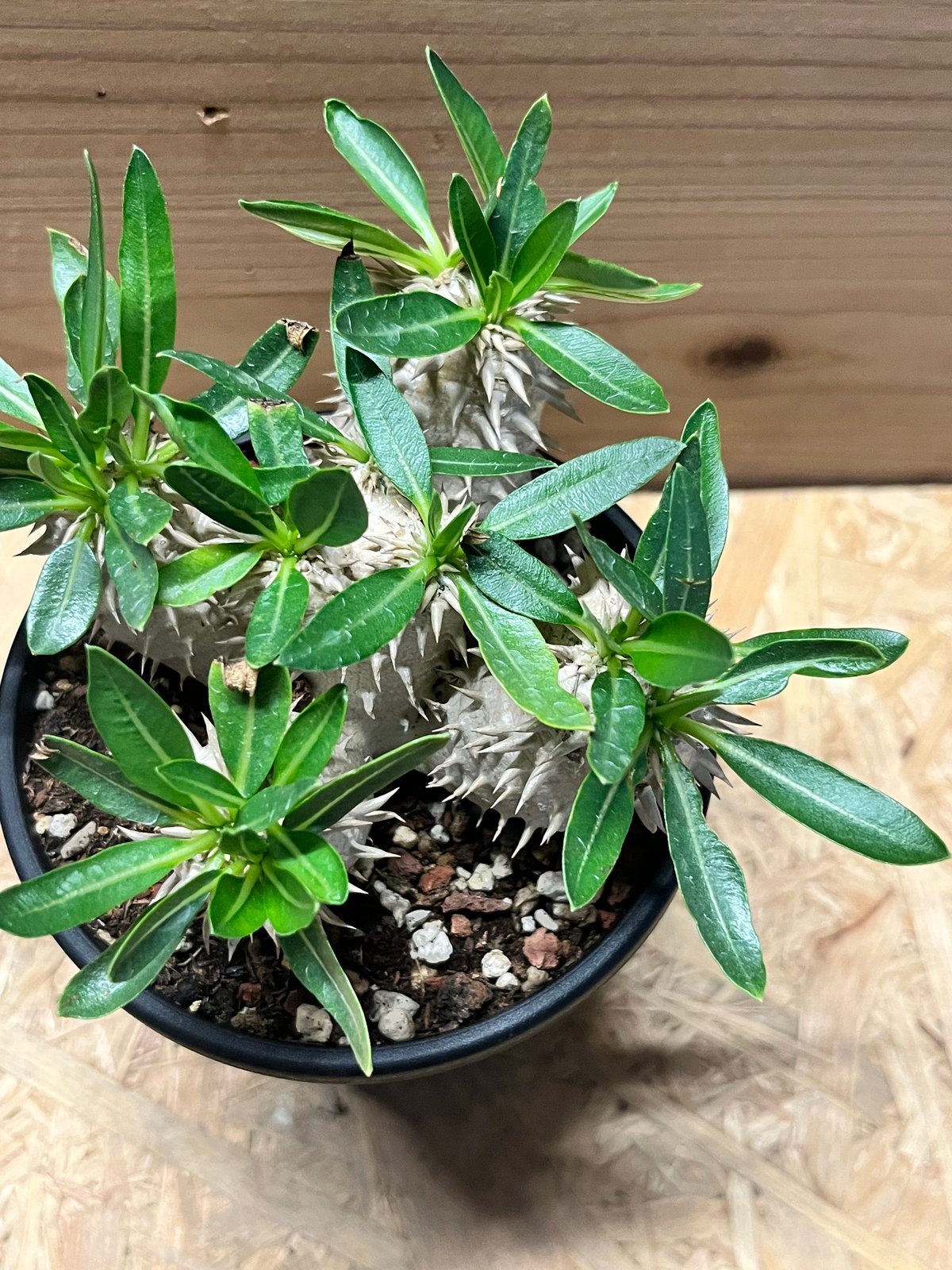 パキポディウム デンシカウレ 恵比寿大黒 | GREEN LUCK