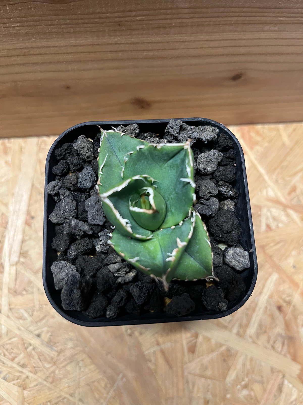 アガベ チタノタ 'NO NAME' 台湾ヤンチェン株 | GREEN LUCK