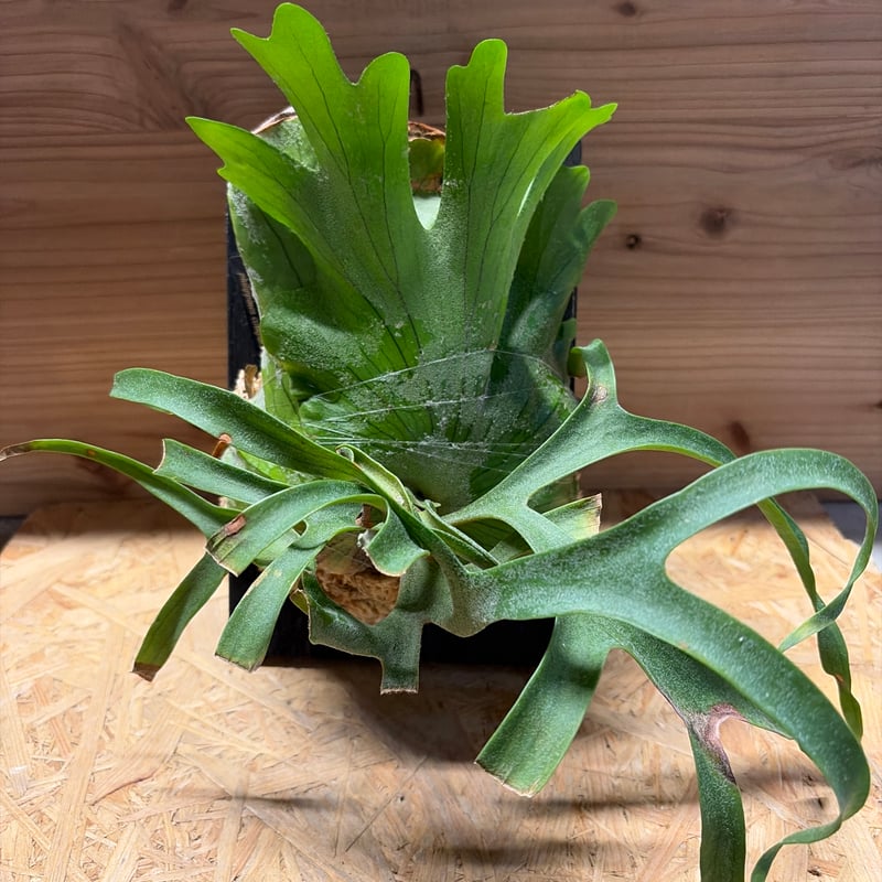 ビカクシダ コロナリウム 'フィリピネス コンパクト' | GREEN LUCK