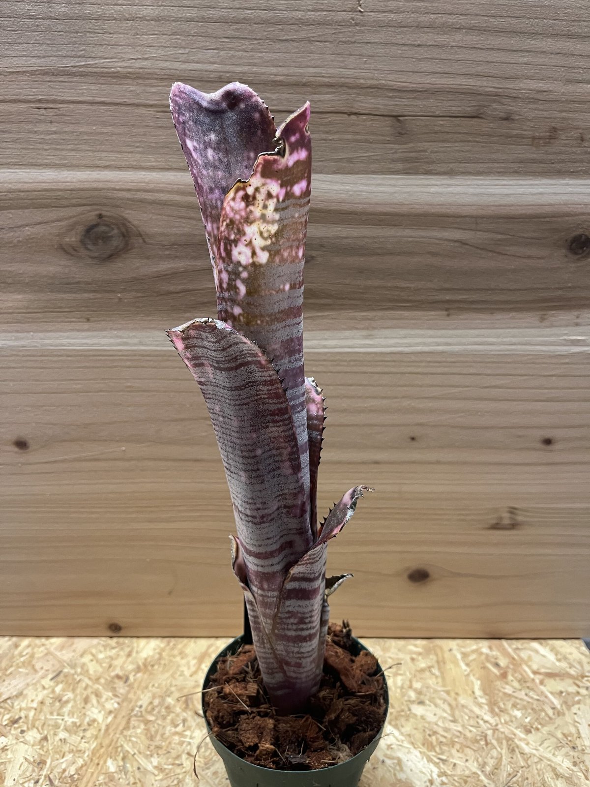 (美株)Billbergia YouTube fit=scale-down,w=1200