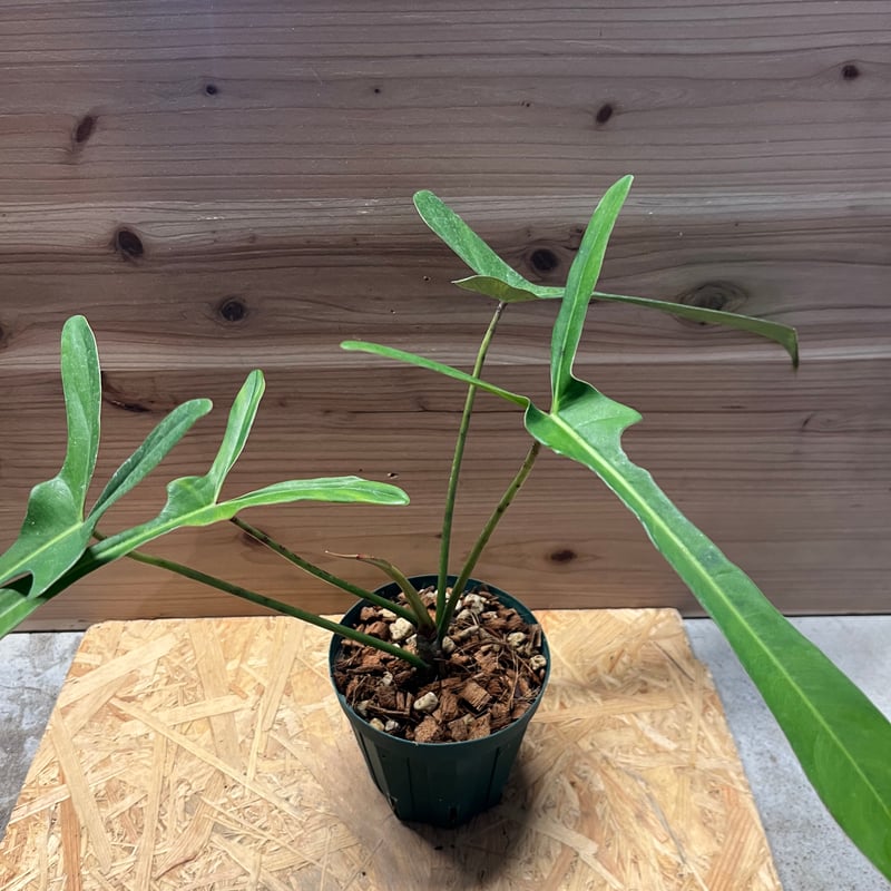 【希少さ植物】 フィロデンドロン レラノ ミヤノ 観葉植物 希少種『フィロデンドロン レラノ ミヤノ