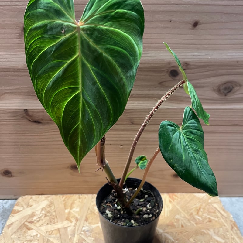 フィロデンドロン ベルコーサム J.C.L | GREEN LUCK