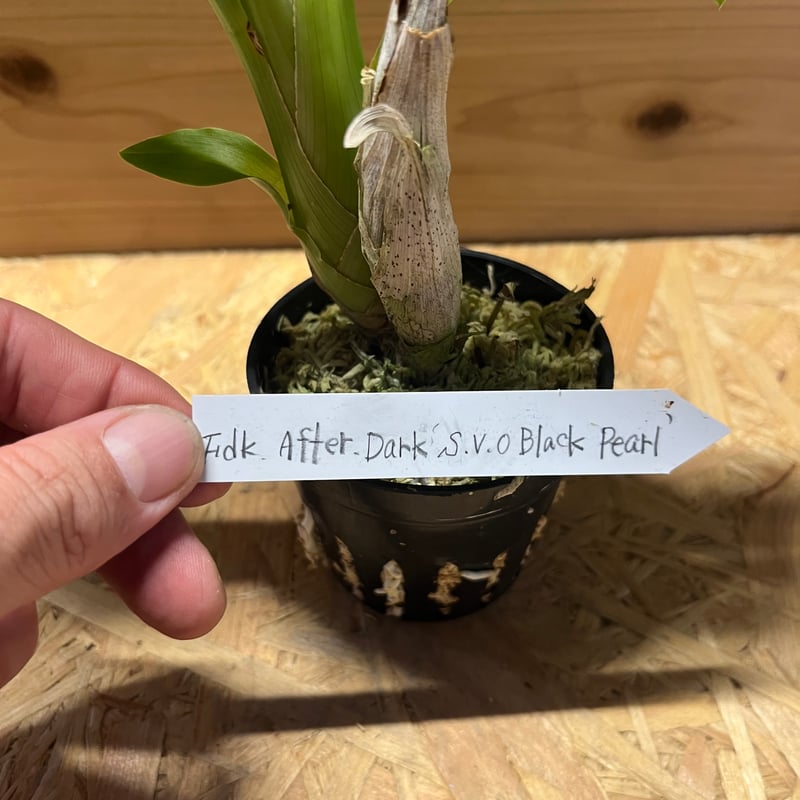 フレッドクラーケアラ アフターダーク SVO ブラックパール | GREEN LUCK