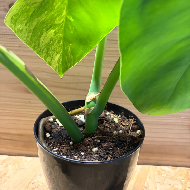 モンステラ ボルシギアナ 'オーレア' | GREEN LUCK