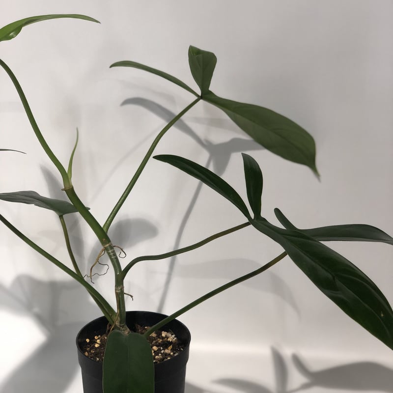 【モスポール】フィロデンドロン69686 観葉植物 約100cm 支柱付き モスポール】フィロデンドロン69686 観葉植物 約100cm 支柱付き