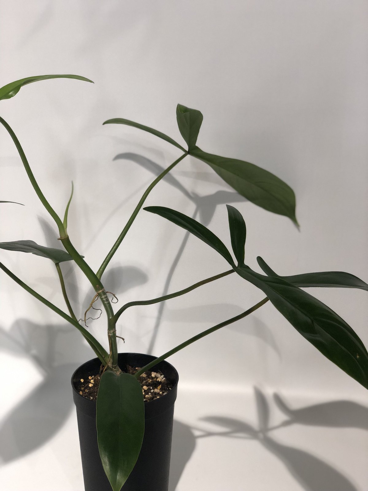 MUVEIL創業者兼デザイナー 中山路子さん直筆画 ミュベール」中山路子の隠れ家「エム」、日台シンガポールの女性