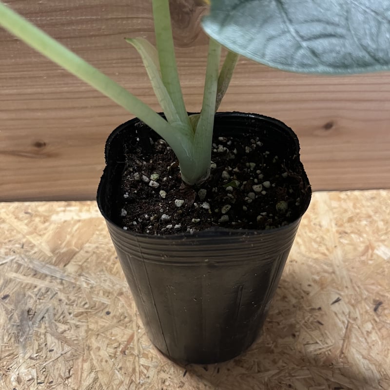 アロカシア メロ | GREEN LUCK