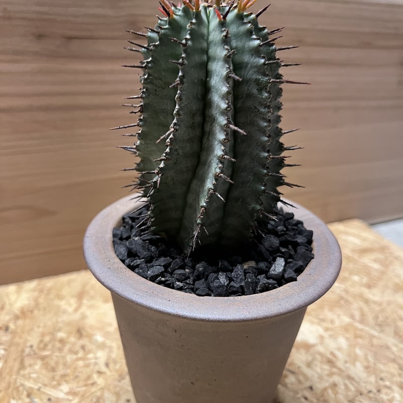 ユーフォルビア ホリダ×伝市鉢 | GREEN LUCK