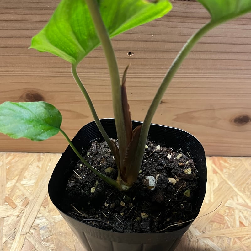 ホマロメナ sp.レッド | GREEN LUCK