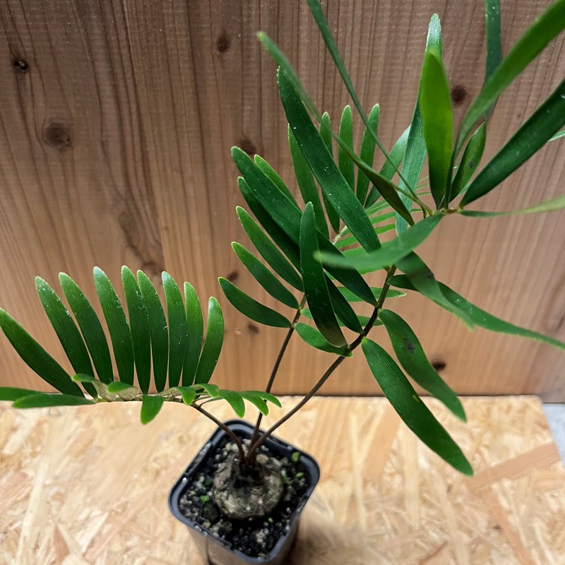 ザミア フロリダーナ | GREEN LUCK