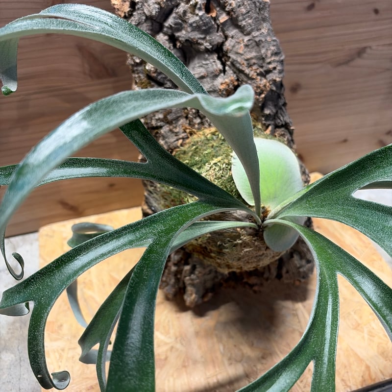 ビカクシダ　アルシコルネマダガスカル　ドワーフ P.alcicorne dwarf / アルシコルネ・ドワーフ、1年間の成長│植物