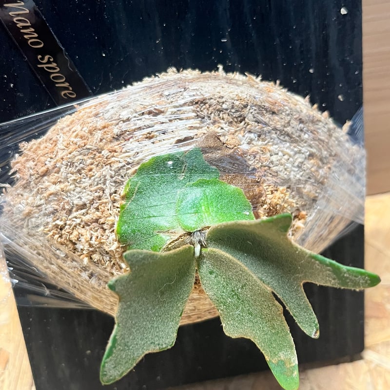 ビカクシダ ナノ スポア | GREEN LUCK