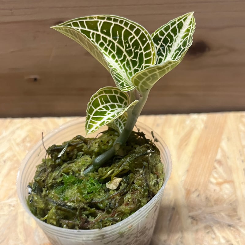 アネクトキルス ローズゴールド | GREEN LUCK