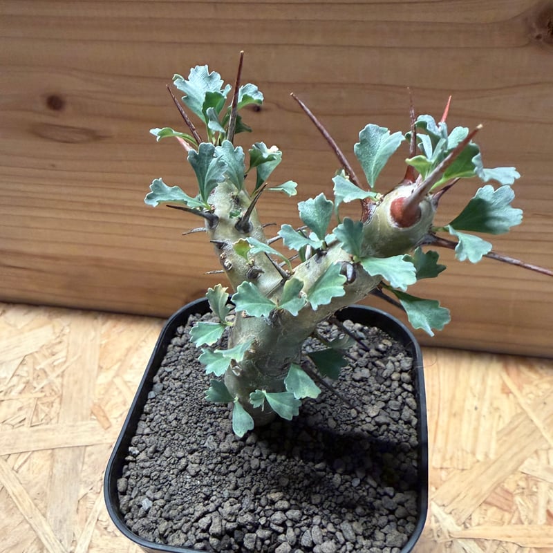 モンソニア クラシカウリス | GREEN LUCK