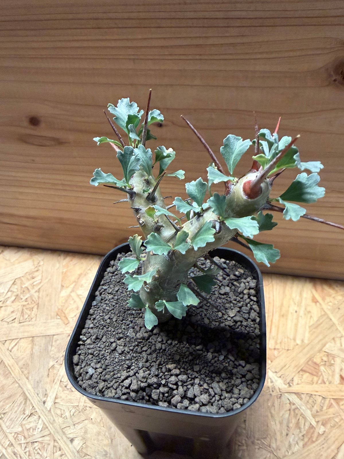 モンソニア クラシカウリス | GREEN LUCK