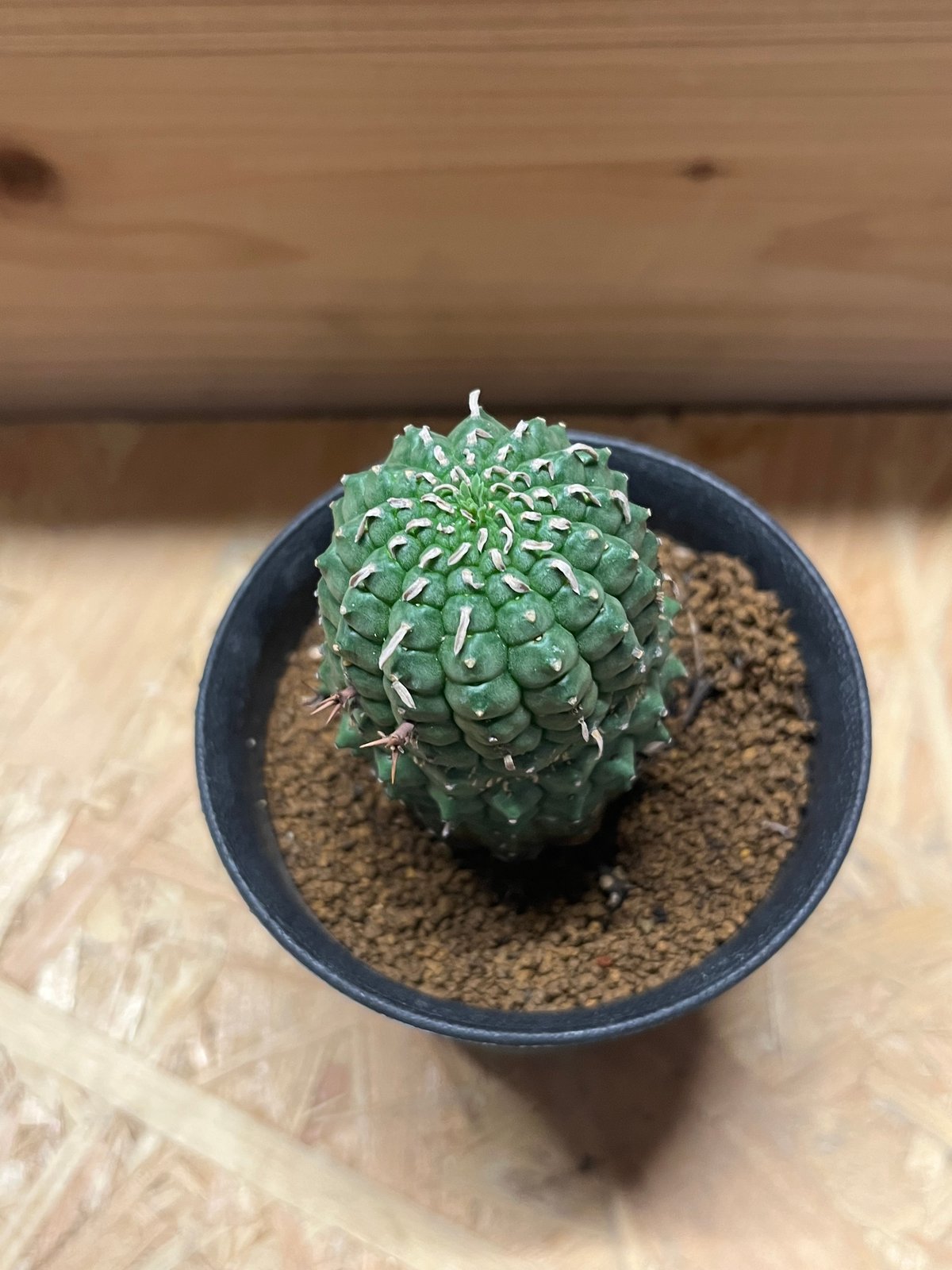 ユーフォルビア ステリスピナ 群星冠 | GREEN LUCK