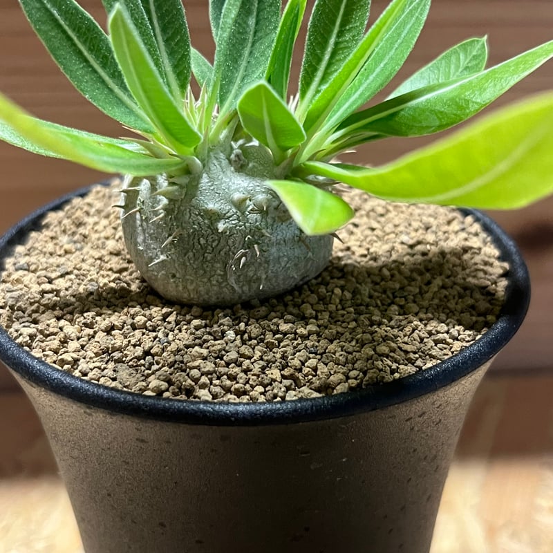 パキポディウム デンシカウレ 恵比寿大黒 | GREEN LUCK