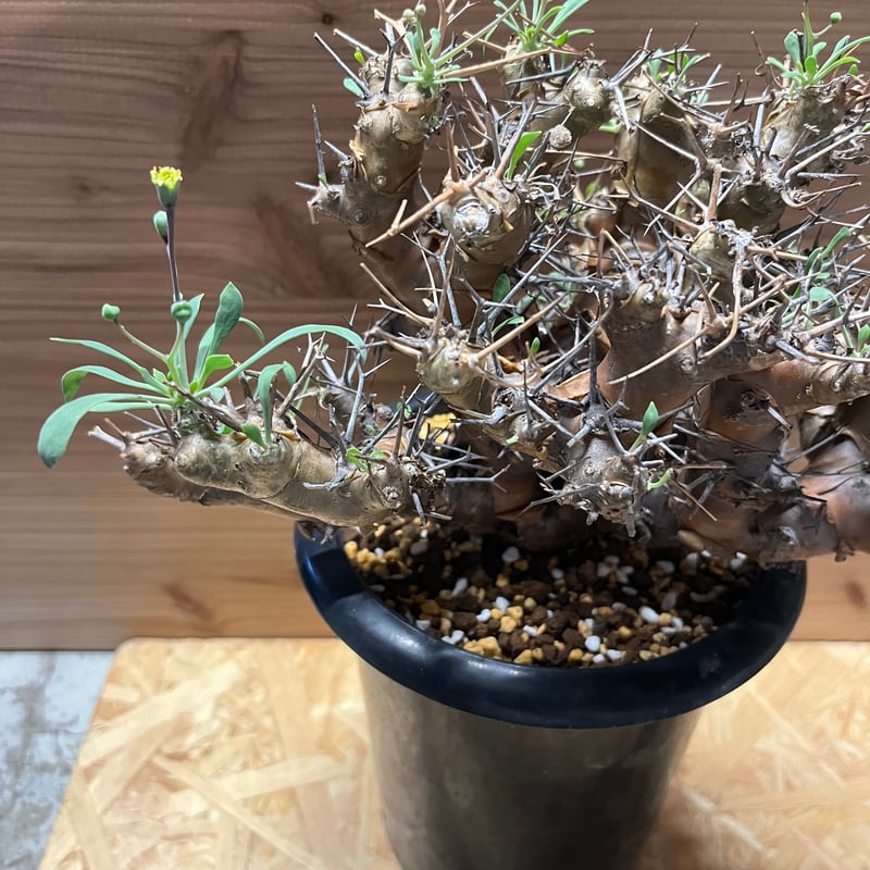 オトンナ ユーフォルビオイデス トリプリネルビア スティンコフ 14本セット オトンナ ユーフォルビオイデス | GREEN LUCK