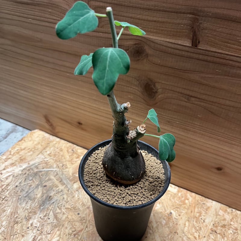 アデニア スピノーサ | GREEN LUCK