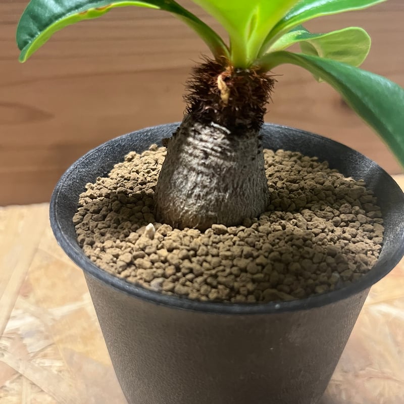 ユーフォルビア ラメナ | GREEN LUCK